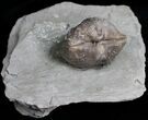 Platystrophia Brachiopod Fossil From Kentucky #6647-1